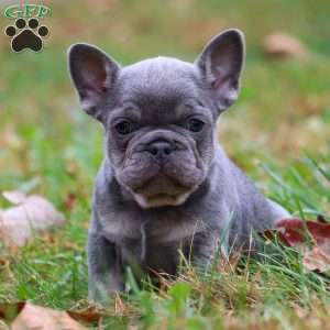 Ace, French Bulldog Puppy